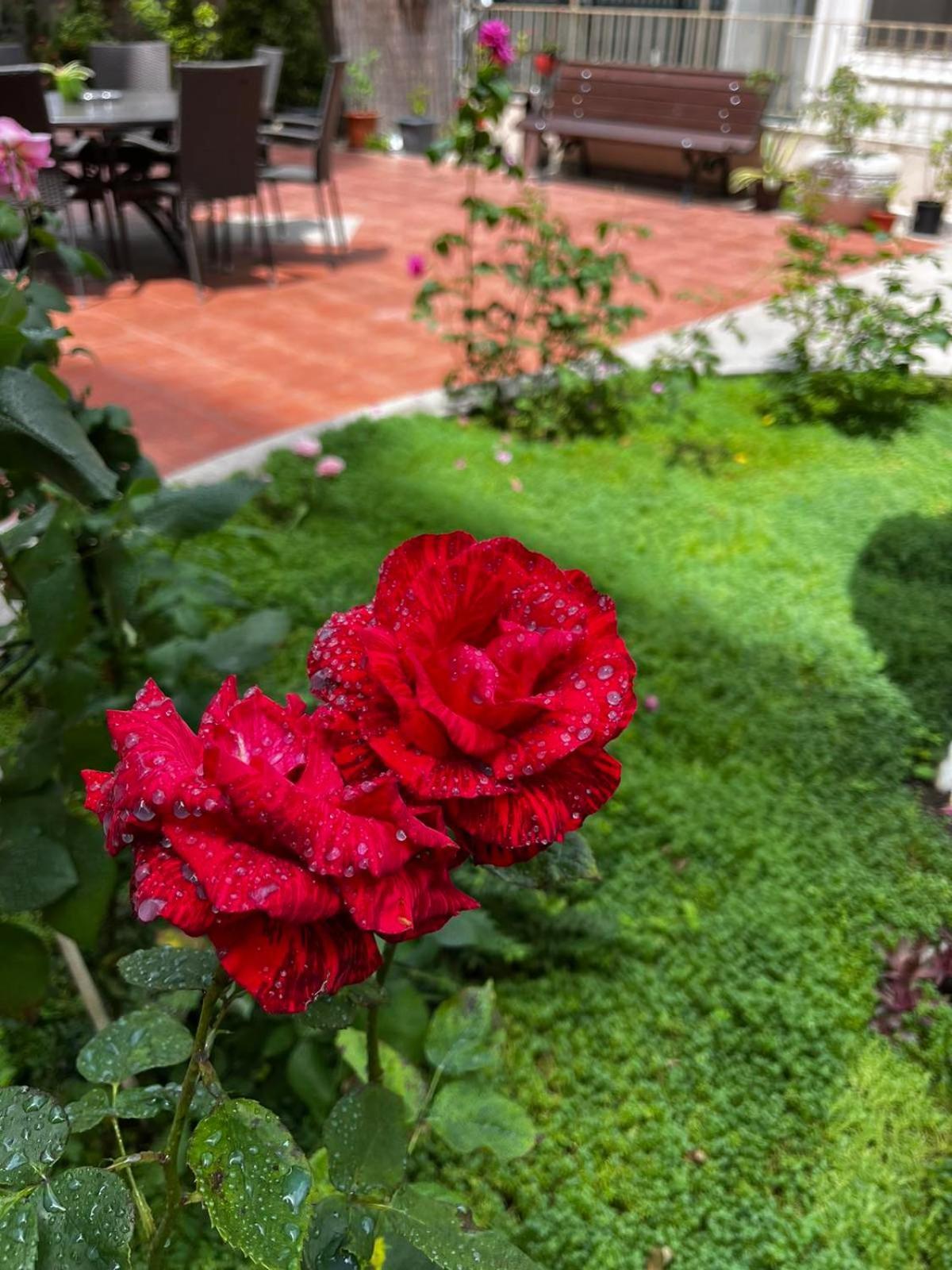 Rose Garden Omax Apartments Sunny Beach Dış mekan fotoğraf